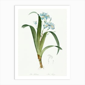 Iris Fimbriata Illustration From Les Liliacées (1805), Pierre Joseph Redoute Art Print