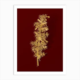 Vintage Kraal Honey Thorn Botanical in Gold on Red n.0087 Art Print
