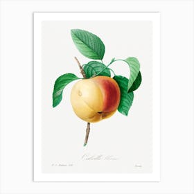 Apple( 1759–1840), Pierre Joseph Redouté Art Print