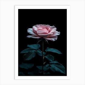 Pink Rose On Black Background 71 Art Print