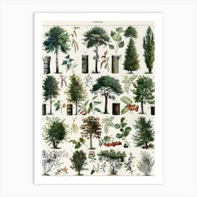 Arbres Biological Tree Plant Diagram Drawings Art Print