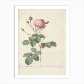 Rose Illustration, Pierre Joseph Redoute (37) Art Print