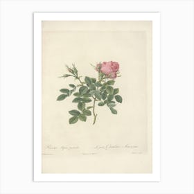 Rose Illustration, Pierre Joseph Redoute (67) Art Print