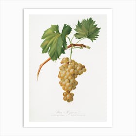 Grape Vine (Vitis Vinifera Niciensis) From Pomona Italiana (1817 - 1839), Giorgio Gallesio Art Print