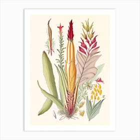 Helonias Root Spices And Herbs Pencil Illustration 3 Art Print