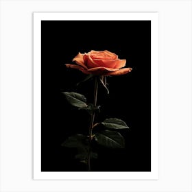 Single Rose On Black Background 13 Art Print