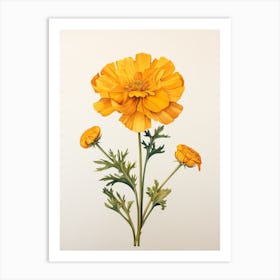 Pressed Flower Botanical Art Marigold 1 Art Print