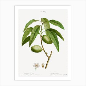 Almond, Pierre Joseph Redoute Art Print