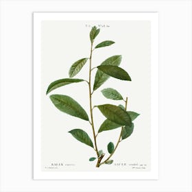 Grey Willow, Pierre Joseph Redoute Art Print