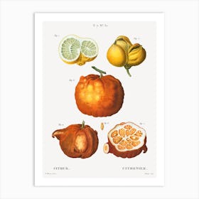 Citrus In Various Shapes And Sizes, Pierre Joseph Redoute Art Print