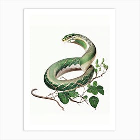 Boomslang Snake Vintage Art Print