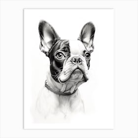 Boston Terrier Dog, Line Drawing 3 Art Print
