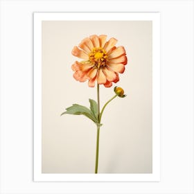 Pressed Flower Botanical Art Zinnia 2 Art Print