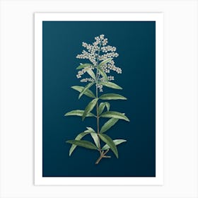 Vintage Lemon Verbena Branch Botanical Art on Teal Blue Art Print