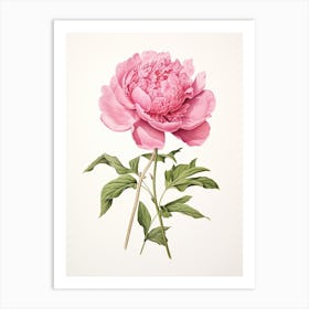 Peonies Flower Vintage Botanical 0 Art Print