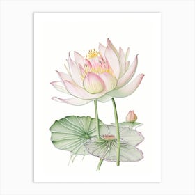 Water Lily Floral Quentin Blake Inspired Illustration 3 Flower Art Print