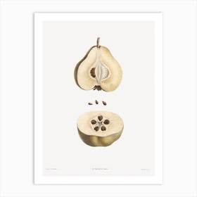 Pear fruit from La Botanique de J. J. Rousseau, Pierre Joseph Redoute Art Print