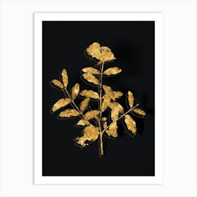 Vintage Pomegranate Branch Botanical in Gold on Black n.0416 Art Print