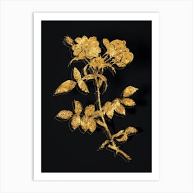 Vintage Lady Monson Rose Bloom Botanical in Gold on Black n.0320 Art Print