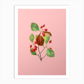 Vintage Plum Leaved Thorn Flower Botanical on Soft Pink n.0849 Art Print