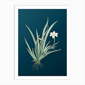 Vintage Fortnight Lily Botanical Art on Teal Blue n.0255 Art Print