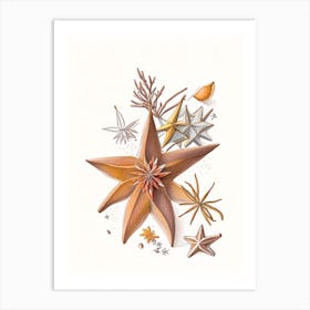 Star Anise Spices And Herbs Pencil Illustration 2 Art Print