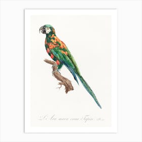 The Blue Winged Macaw From Natural History Of Parrots, Francois Levaillant Art Print
