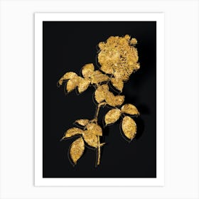 Vintage Seven Sisters Roses Botanical in Gold on Black n.0183 Art Print