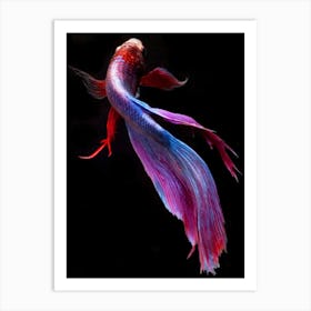 Siamese Betta Fish 2 Fine Art Print Art Print