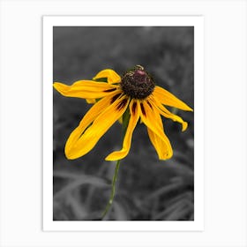 Yellow Daisy Flower Art Print