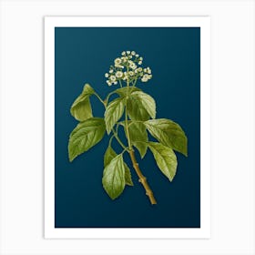 Vintage Climbing Hydrangea Botanical Art on Teal Blue n.0850 Art Print