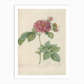 Rose Illustration, Pierre Joseph Redoute (57) Art Print