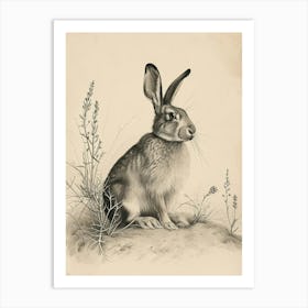 New Zealand Rabbit Drawing 1 Art Print