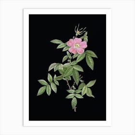 Vintage Pink Boursault Rose Botanical Illustration on Solid Black n.0507 Art Print