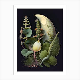 Moon Snail  Botanical Art Print