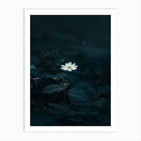 White Flower In The Water Art Print