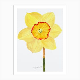 Daffodil 11 Art Print