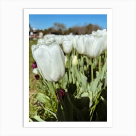 White Tulips Art Print