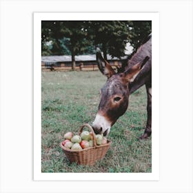 Mule Eating Apples Art Print