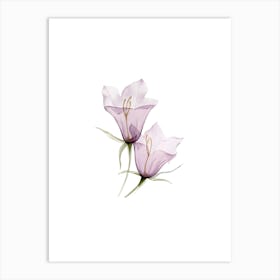 Lily Of The Valley 7 Art Print