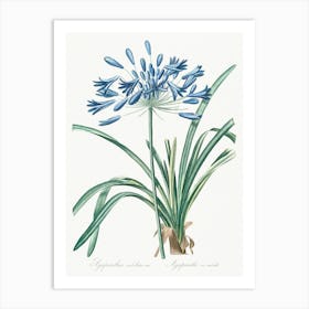 African Lily, Pierre Joseph Redoute Art Print