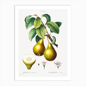Pears With Leaves, Pierre Joseph Redoute Art Print