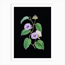 Vintage Hoary Jacquemontia Flower Botanical Illustration on Solid Black n.0830 Art Print