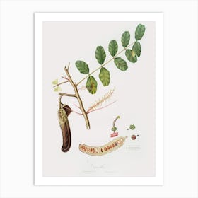 Carob (Ceratonia) From Pomona Italiana (1817 - 1839), Giorgio Gallesio Art Print