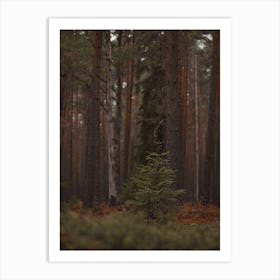 Pine Tree Sapling Art Print