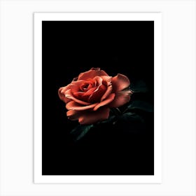 Rose On Black Background 1 Art Print