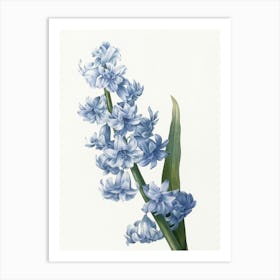 Hyacinth Art Print