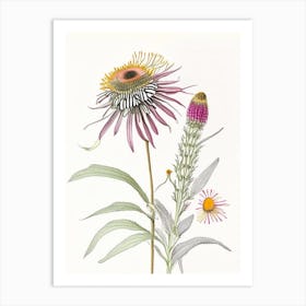 Echinacea Spices And Herbs Pencil Illustration 1 Art Print