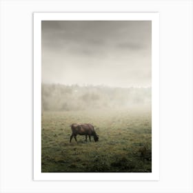 A Black Cow Grazes In A Field In The Fog. Art Print