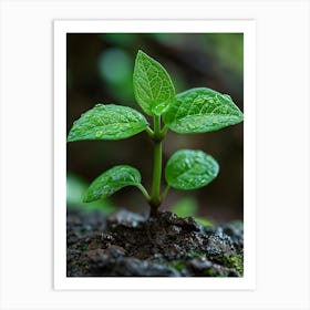 Small Green Plant Art Print